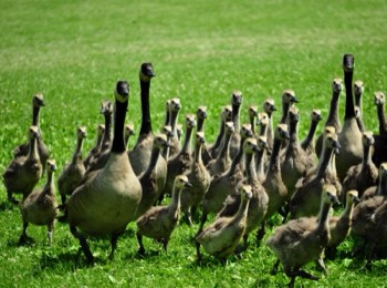 Geese